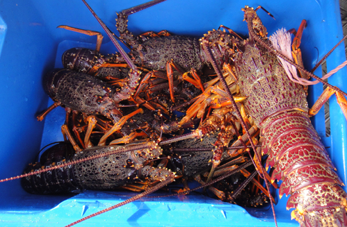 カイコウラで釣りに Life In Golden Bay Kanaのゴールデンベイ生活